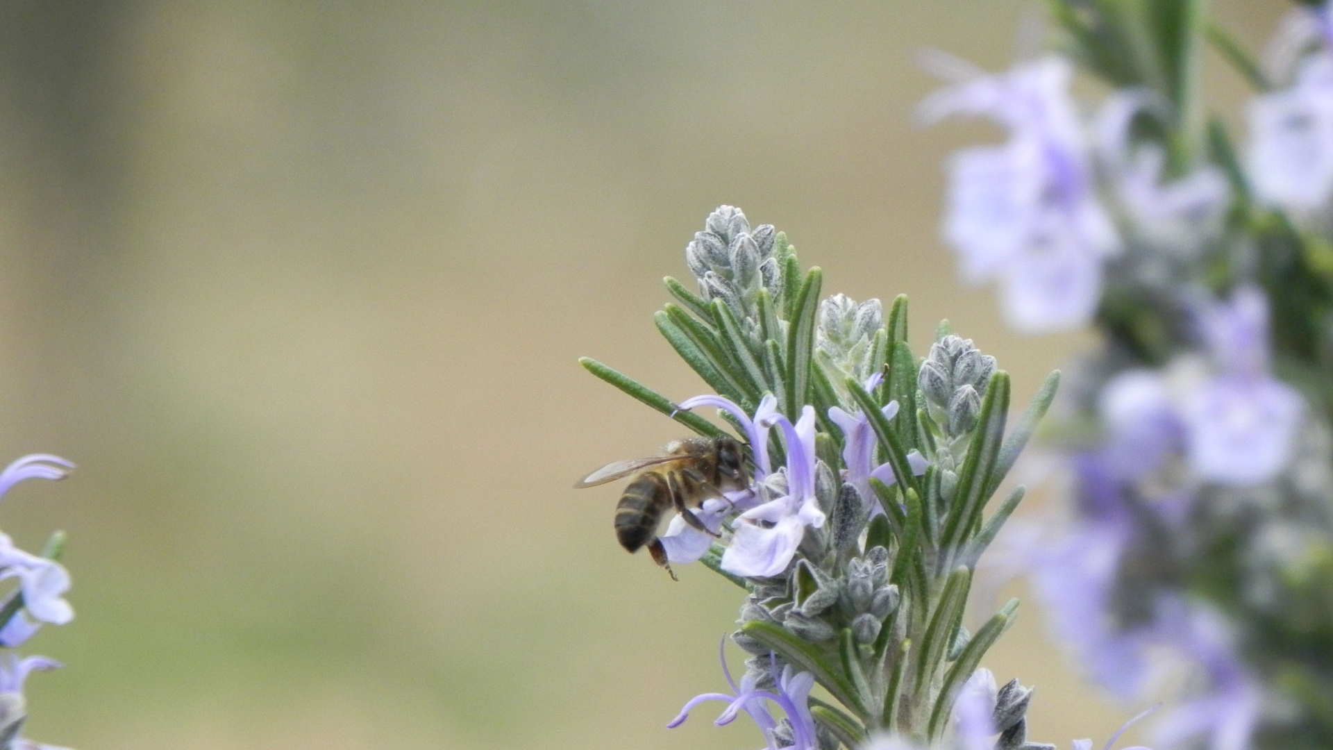 Achtergrond natuurgeneeskunde